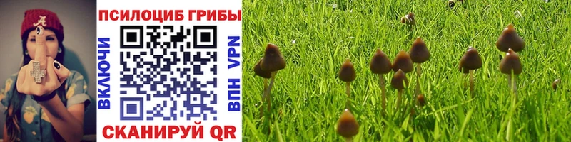 Псилоцибиновые грибы Psilocybine cubensis Новохопёрск